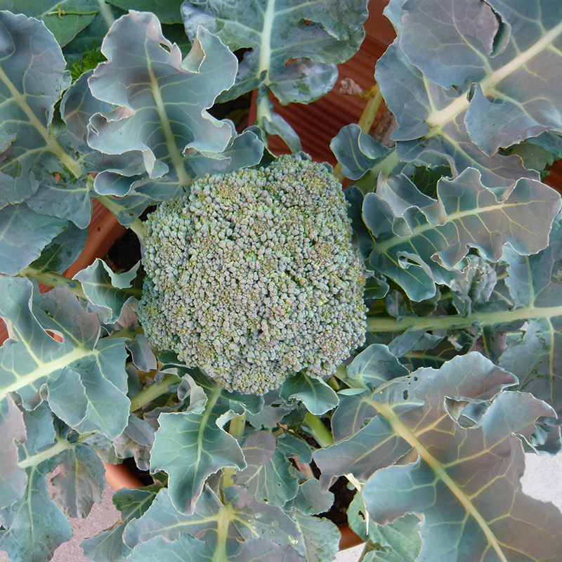 Erster Broccoli