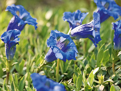 Blaublütige für den Garten