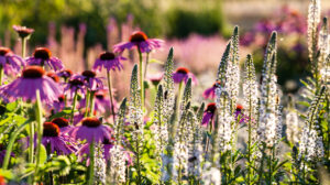 Echinacea: Imposanter Sonnenhut für den Garten