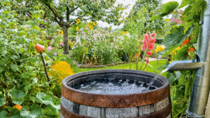 Für den Garten Regenwasser nutzen