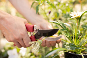 Hands of female gardener cutting dry flower in pot with pruning shears while working in the garden or greenhouse