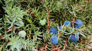 Die blauen Beeren von Holunder und Wacholder
