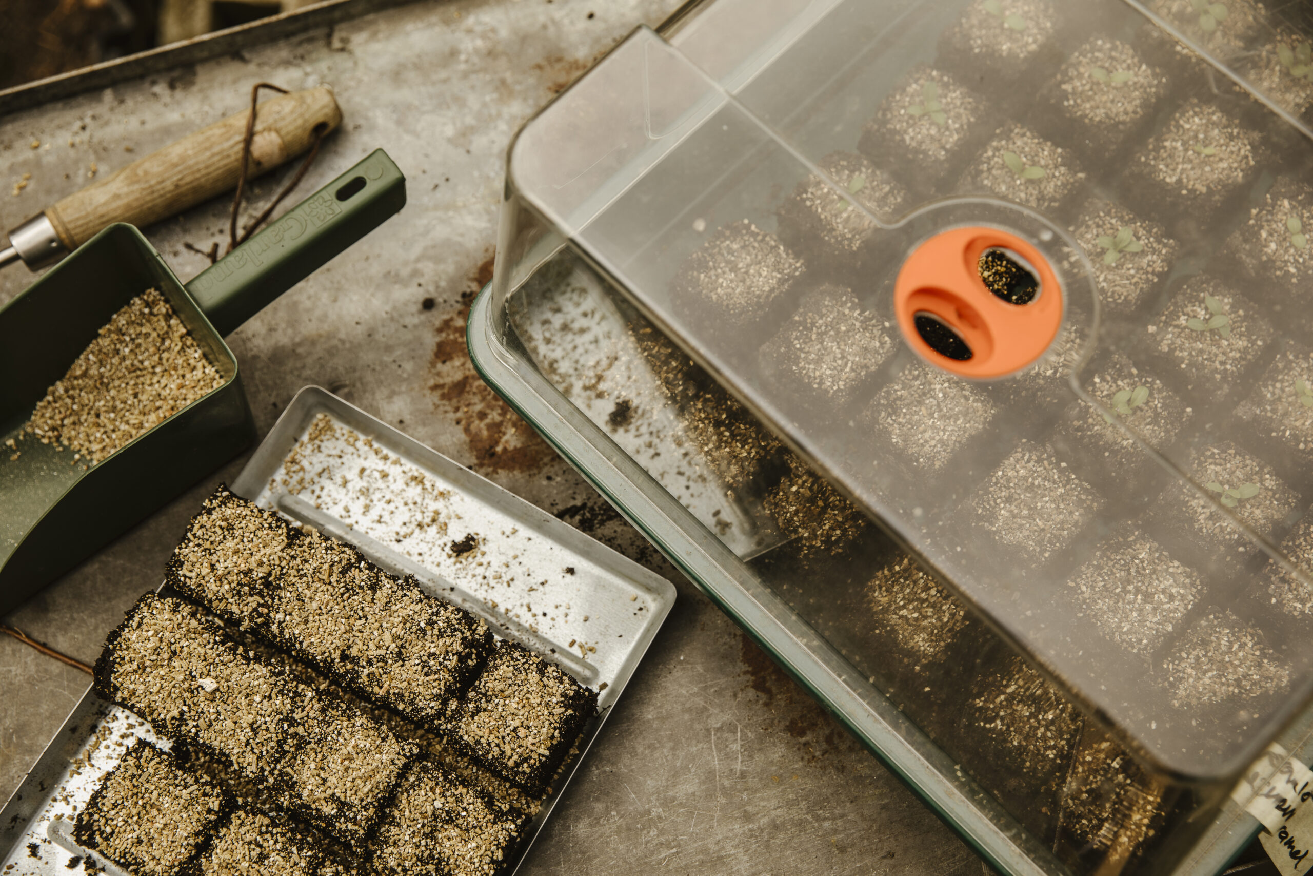 Damit die Samen nicht austrocknen, werden sie mit Vermiculit bedeckt, einem lockeren Anzuchtsubstrat mit hoher Wasser- und Feuchtigkeitsaufnahmefähigkeit.
