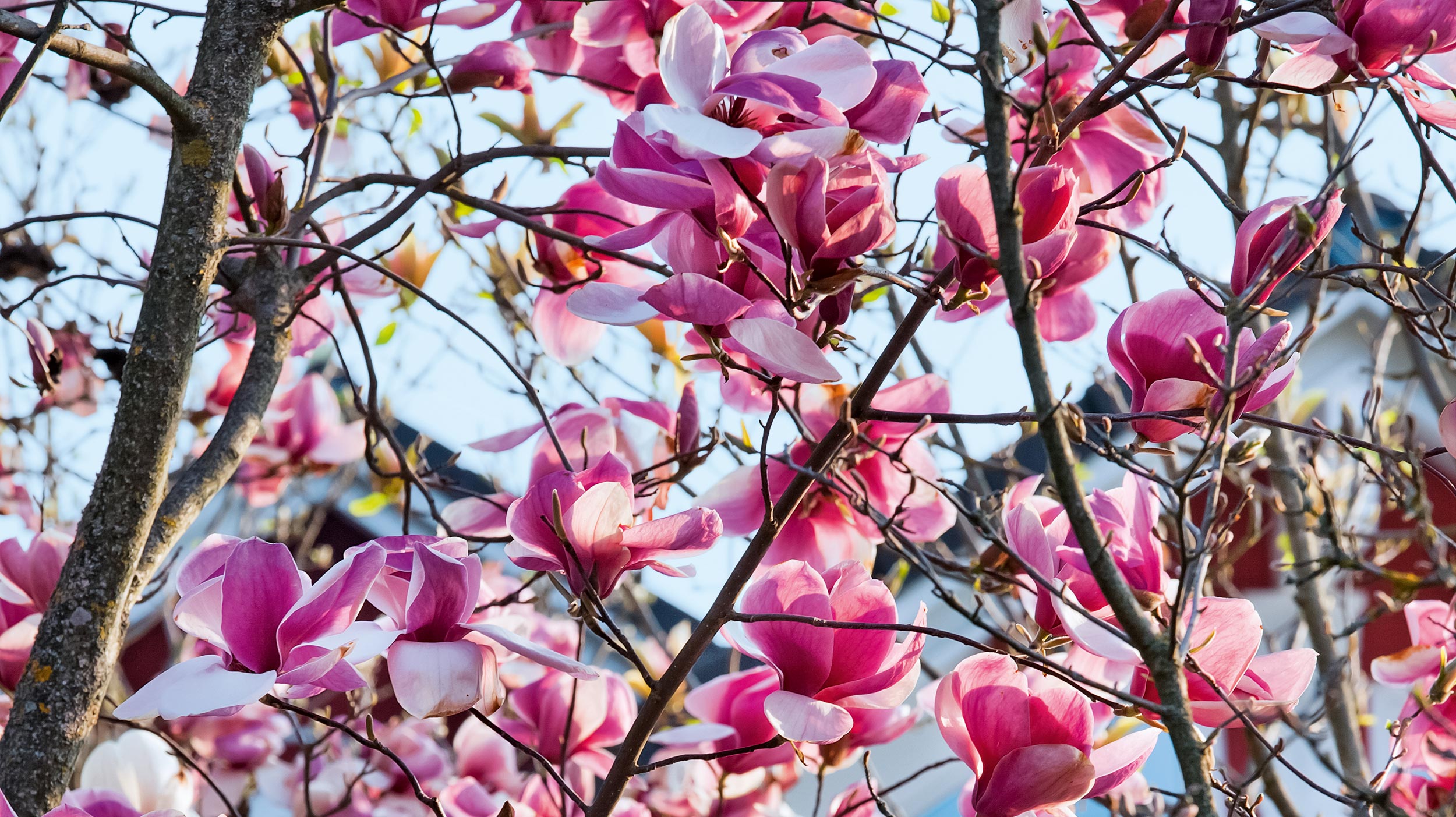 Die schönsten Magnolien-Sorten für den Garten