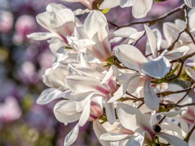 Die schönsten Magnolien-Sorten für den Garten