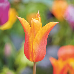 Tulpen-Sorten fürs Beet