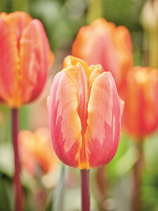 Tulpen-Sorten fürs Beet