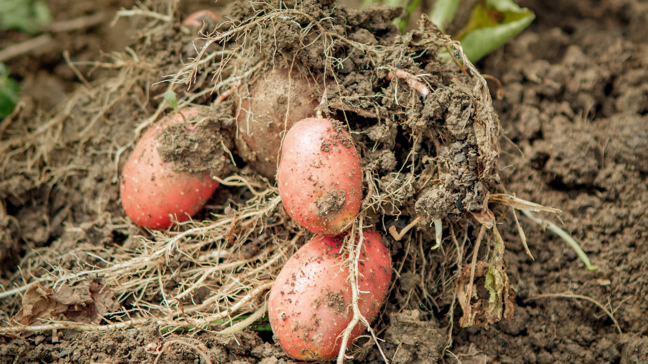 Guter Boden für Kartoffeln